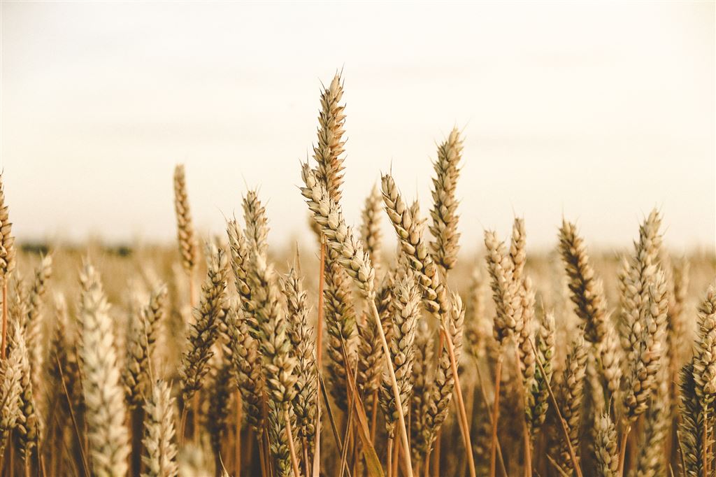 A field of rye