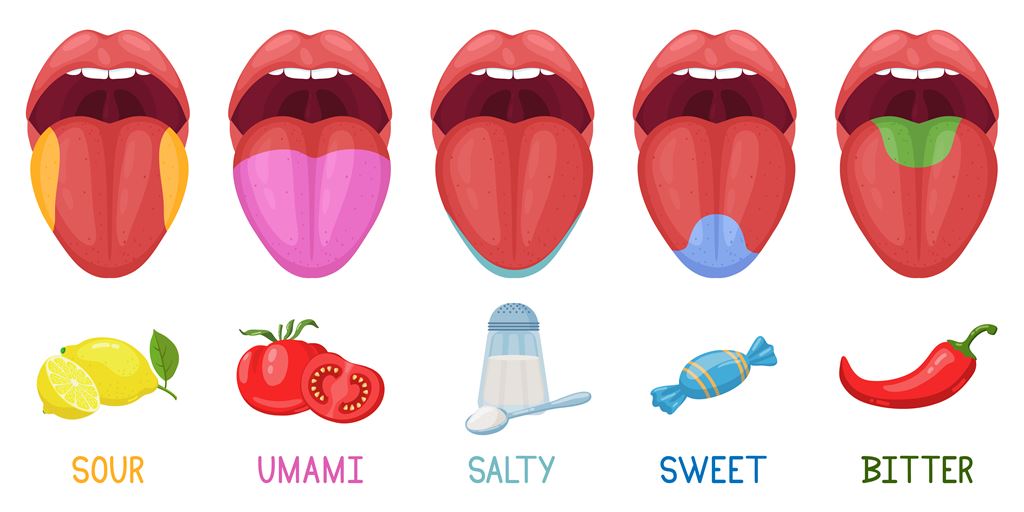 Parts of the Tongue and Taste
