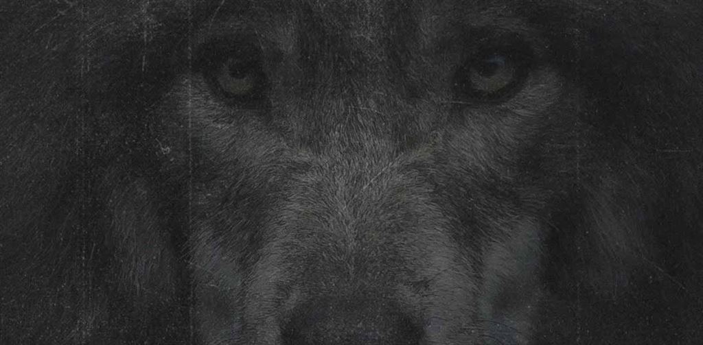 Wolf Spirit Distillery